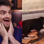 Além do cavalo Caramelo, Felipe Neto doa R$ 100 mil para abrigo de animais no RS e faz apelo