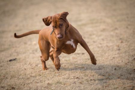 O rabo do cachorro é uma ferramenta de expressão emocional e cabe aos tutores estarem atentos aos sinais