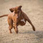 Cachorro ‘fitness’? Treinamento regular cria rotina e fortalece vínculo entre tutor e pet