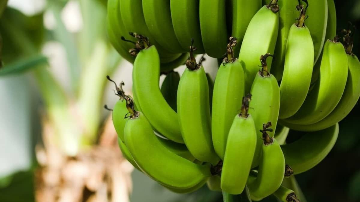 Temporada agro tem Festa da Banana, do Gir Leiteiro e do gado Zebu; programe-se