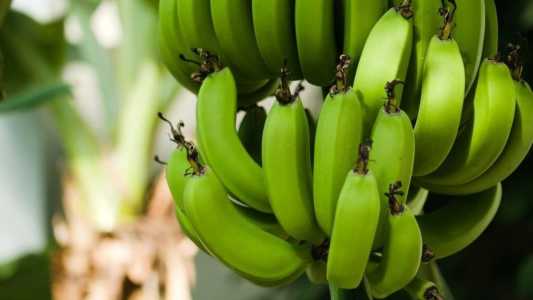 Festa Nacional da Banana será na cidade de Jaíba