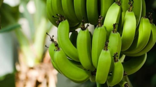 Festa Nacional da Banana será na cidade de Jaíba