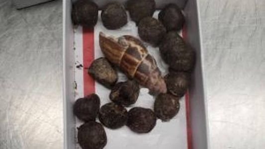 Fezes foram compradas no Quênia pela passageira que declarou ter usado fezes de alce como decoração