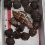 Mulher é barrada em aeroporto com fezes de girafa: 'queria fazer um colar' 