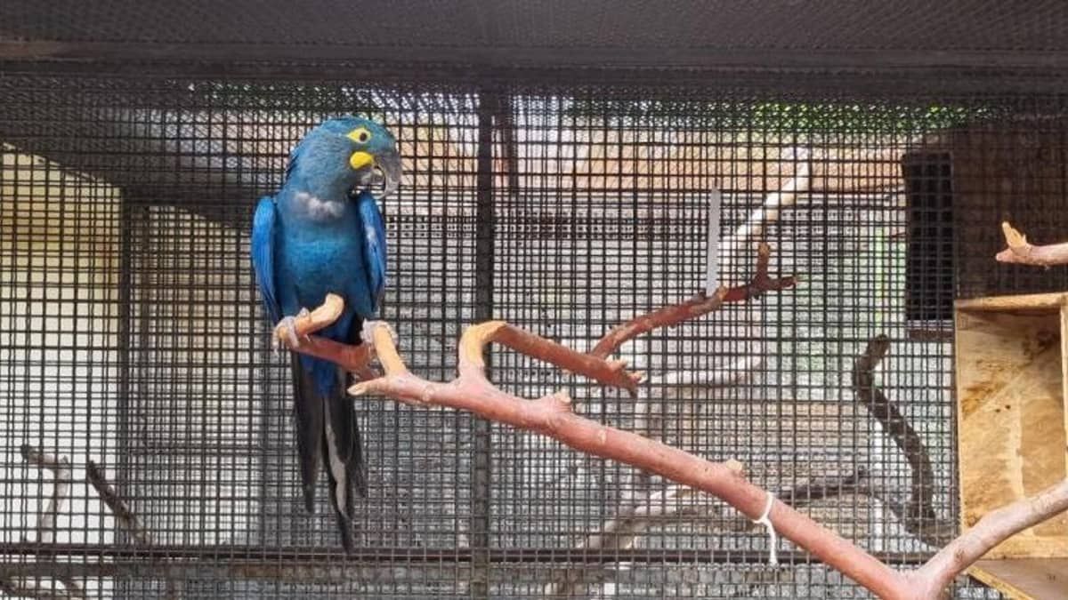 Zoológico de BH recebe fêmea de arara-azul-de-lear