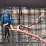 Zoológico de BH recebe fêmea de arara-azul-de-lear