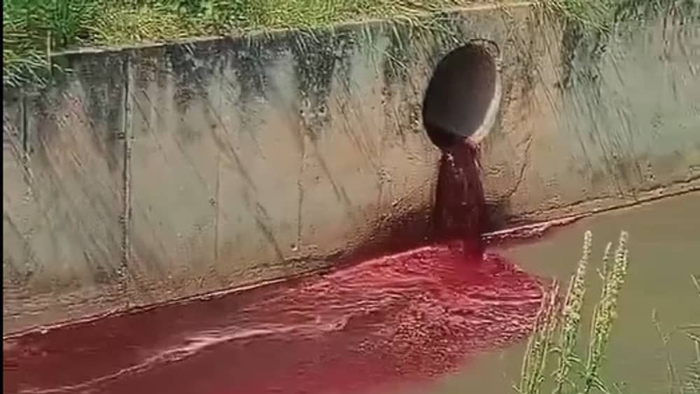 Vídeo: frigorífico é suspeito de descartar restos de animais em córrego de Betim (MG)