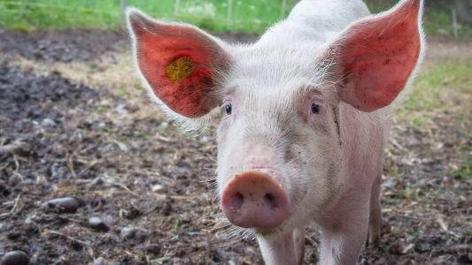 O rim de um porco geneticamente modificado ainda funciona, 32 dias após ter sido transplantado