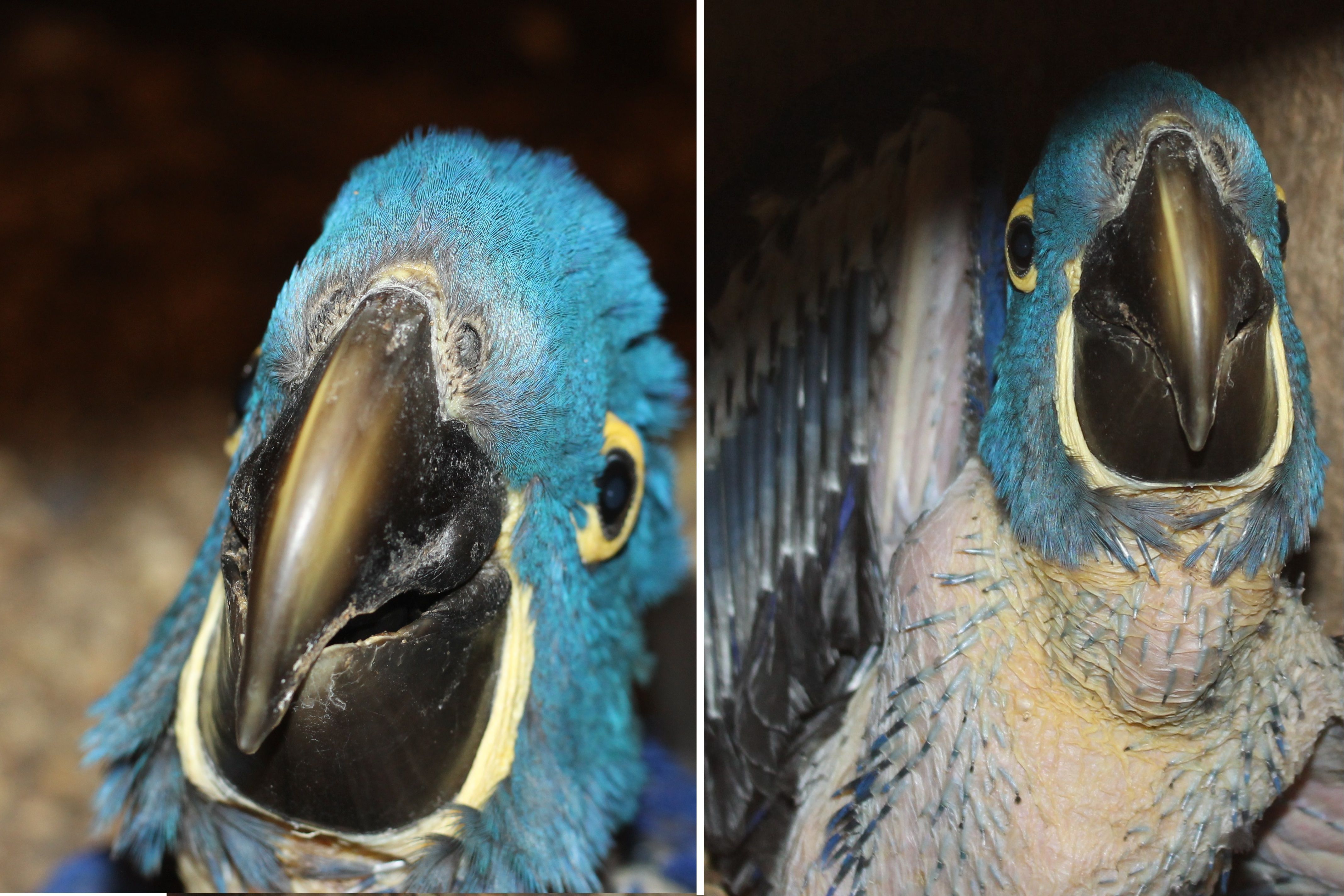 Vídeo: arara-azul-grande, animal em risco de extinção, nasce no Zoológico de BH