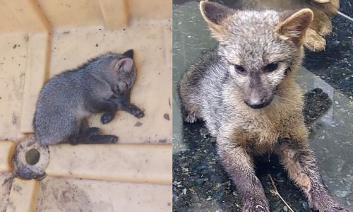 Filhote de cachorro-do-mato foi encontrado em caçamba de lixo no Parque da Lajinha