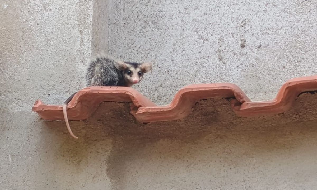 Presença de animais silvestres em áreas urbanas pode aumentar no frio; saiba o que fazer