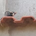 Presença de animais silvestres em áreas urbanas pode aumentar no frio; saiba o que fazer