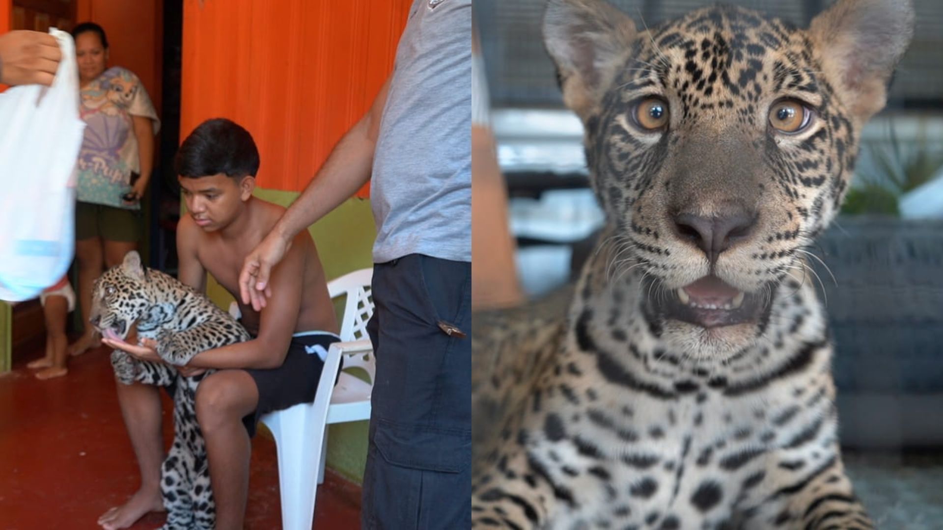 Filhote de onça criado como pet é devolvido a caçador no Amazonas por falta de lugar para abrigo