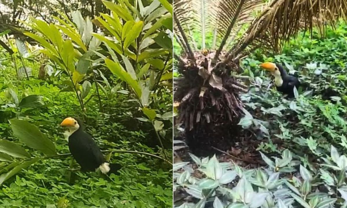 Filhote de tucano é resgatado após cair do ninho em Juiz de Fora