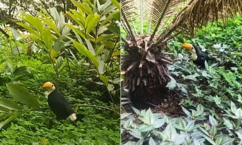 Filhote de tucano foi resgatado