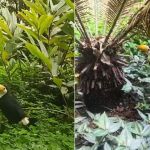 Filhote de tucano é resgatado após cair do ninho em Juiz de Fora