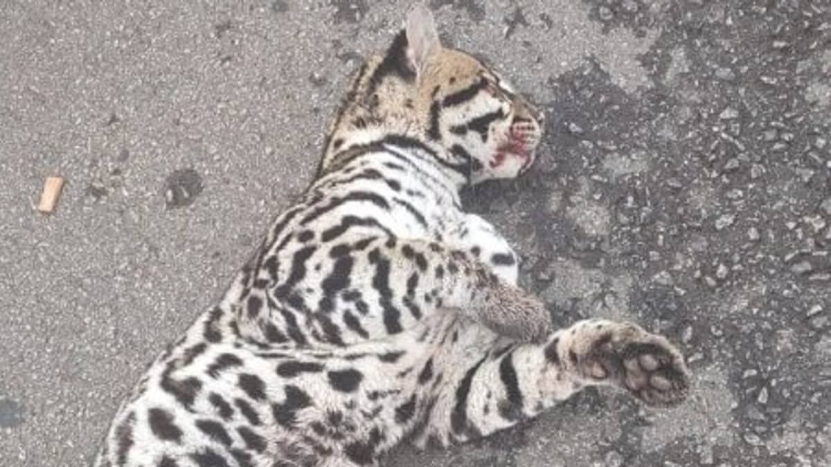 Vídeo: filhote de jaguatirica é atropelado e resgatado pelos bombeiros  