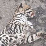 Vídeo: filhote de jaguatirica é atropelado e resgatado pelos bombeiros  