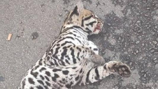 Filhote foi resgatado vivo e com ferimentos