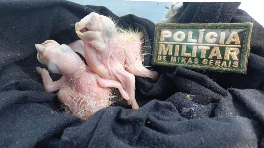 Filhotes foram resgatados pela Polícia Militar do Meio Ambiente