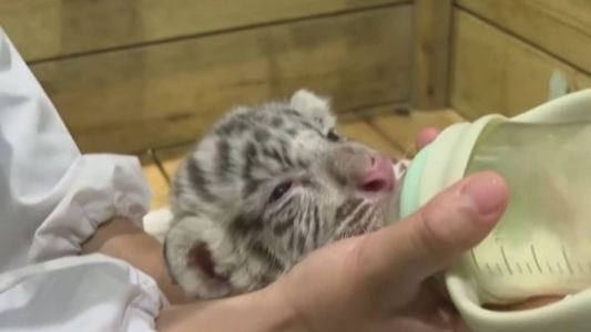 Filhotes recebem até mamadeira