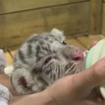 Vídeo: seis filhotes raros de tigre branco nascem em zoológico na China após reprodução artificial