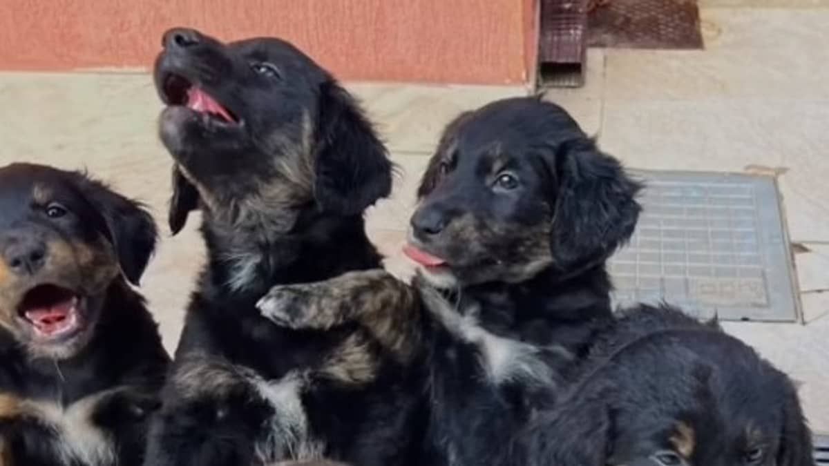 Border Collie cruza com Golden Retriever e vídeo dos filhotes Alcione e Mano Brown viraliza; assista 