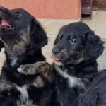 Border Collie cruza com Golden Retriever e vídeo dos filhotes Alcione e Mano Brown viraliza; assista 