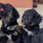 Border Collie cruza com Golden Retriever e vídeo dos filhotes Alcione e Mano Brown viraliza; assista