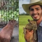 Polêmica com Luisa Mell, guarda provisória e multas: o que se sabe sobre Filó, capivara do influenciador Agenor Tupinambá