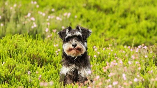 Filtro simula a visão de cães e gatos