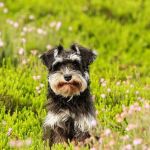 Filtro que simula a visão de cães e gatos vira febre nas redes sociais