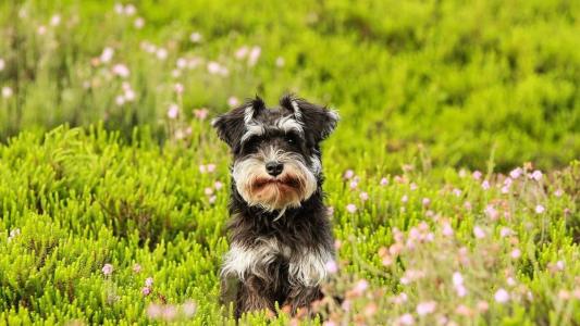 Filtro simula a visão de cães e gatos