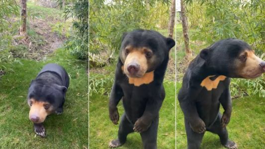 Fim do mistério: Zoológico na Inglaterra confirma que urso chinês é real e não um humano fantasiado.