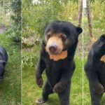 Fim do mistério: Zoológico na Inglaterra confirma que urso chinês é real e não um humano fantasiado