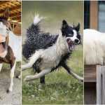 Concurso escolhe fotos mais engraçadas de pets do mundo com prêmio de R$ 2,7 mil