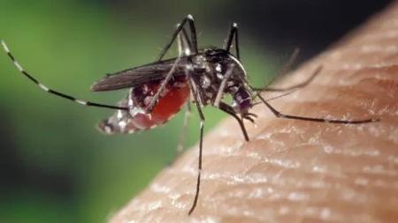 Fiocruz detectou quatro pacientes com a dengue tipo 3