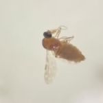 SES-MG confirma mais 68 casos de Febre Oropouche no Vale do Aço