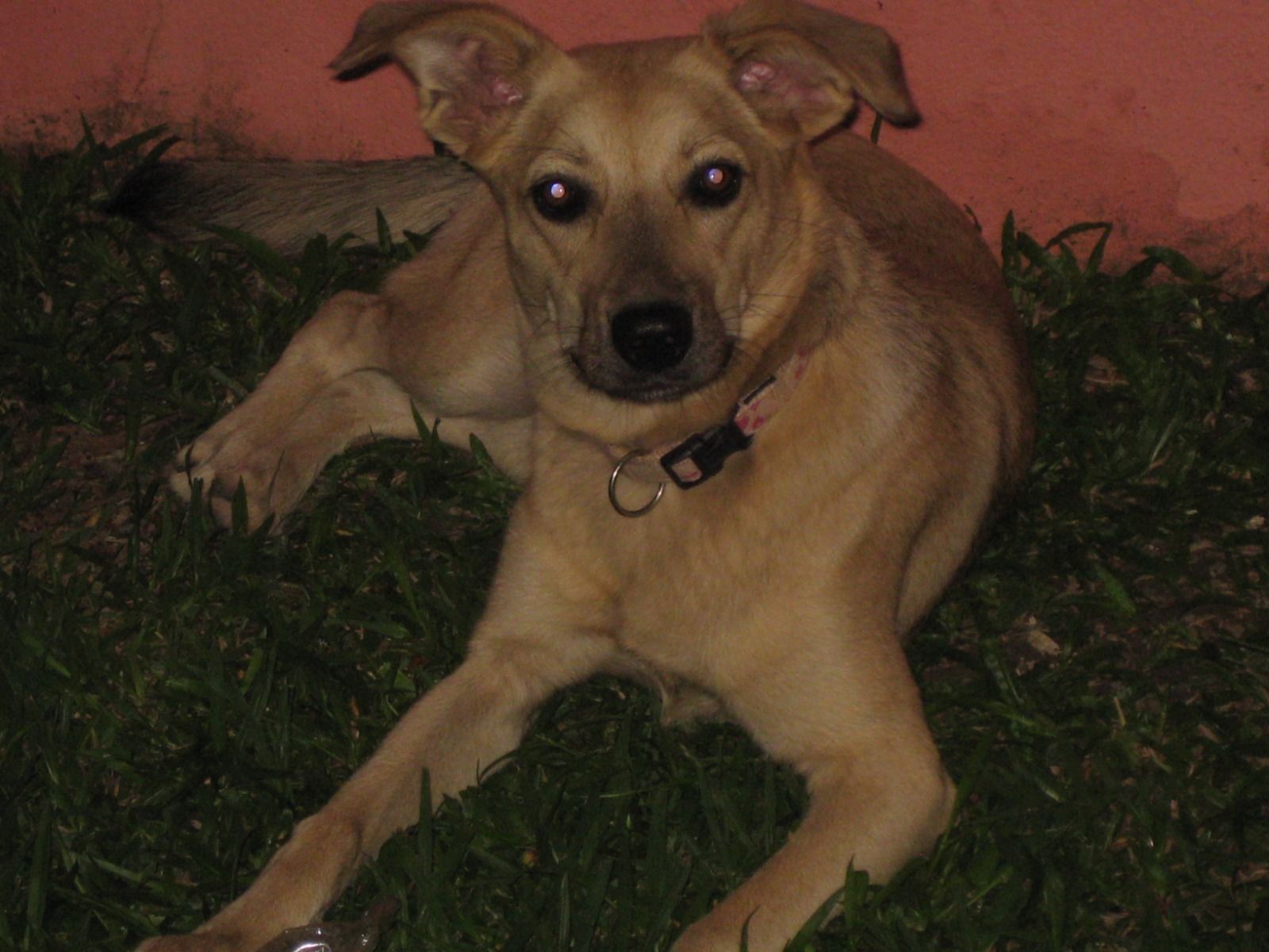 Família procura cachorrinha idosa em Betim (MG) e oferece recompensa