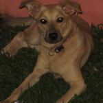 Família procura cachorrinha idosa em Betim (MG) e oferece recompensa