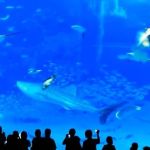 Vídeo: flashs em aquário desorientam peixe que 'se mata' na frente de visitantes