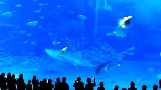Flahs pode desorientar os animais e desenvolver agressividade