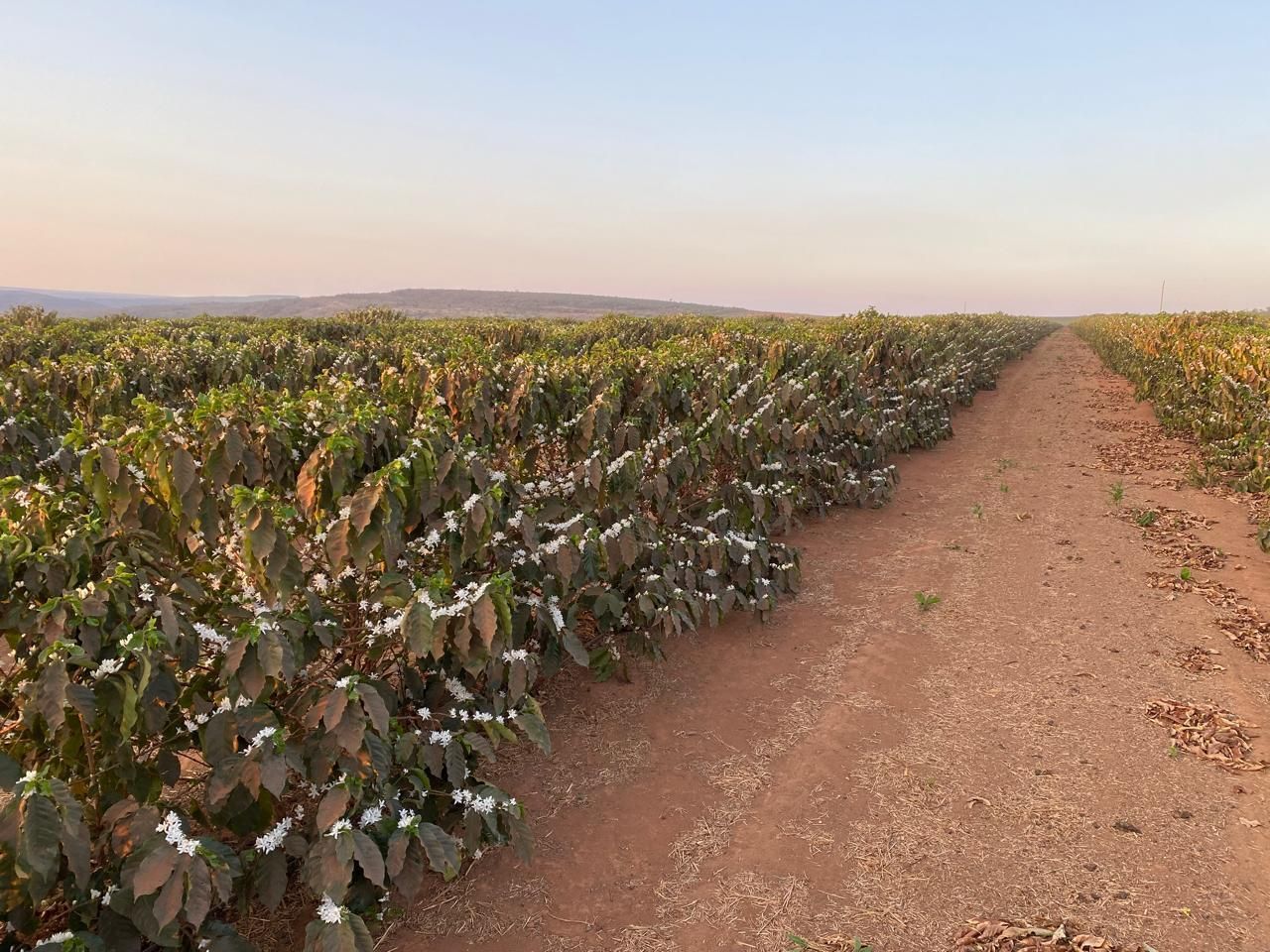 Grupo Cedro investe R$ 200 milhões na produção de café e lidera nova fronteira agrícola na Serra do Cabral (MG)