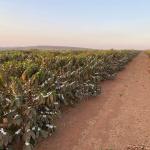 Grupo Cedro investe R$ 200 milhões na produção de café e lidera nova fronteira agrícola na Serra do Cabral (MG)