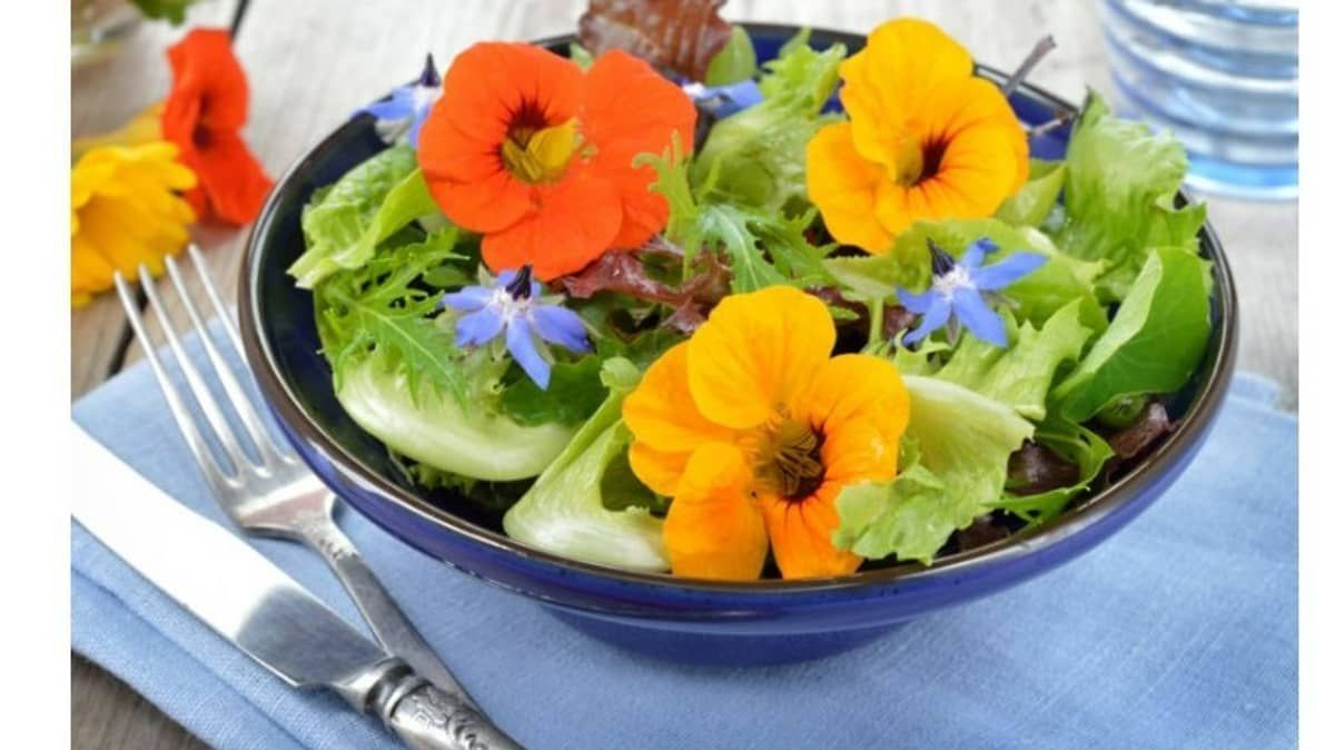 Que tal uma lavoura mais PANC? Conheça as plantas alimentícias não convencionais