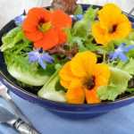 Que tal uma lavoura mais PANC? Conheça as plantas alimentícias não convencionais