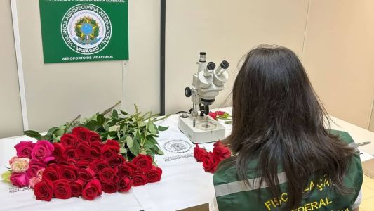 Flores foram vistoriadas antes de serme liberadas