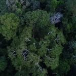 Quanto da floresta amazônica já foi desmatado? Quanto ela 'vale'?