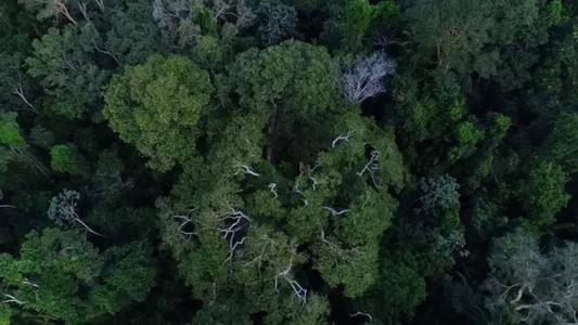 Floresta Amazônica