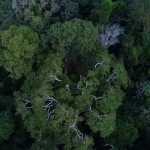 Quanto da floresta amazônica já foi desmatado? Quanto ela 'vale'?